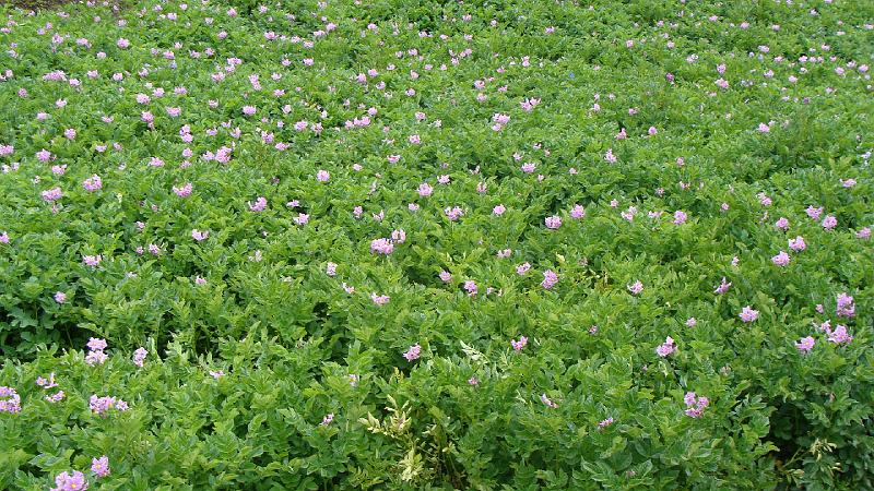 Illampu Trek Steves (184).JPG